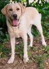 Yellow Labrador dog portrait outdoors. Art Print